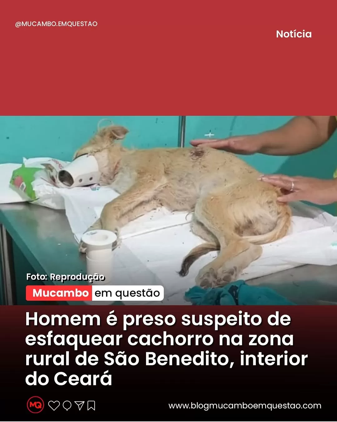 Homem é preso no Ceará por esfaquear cachorro; animal está sob tratamento veterinário