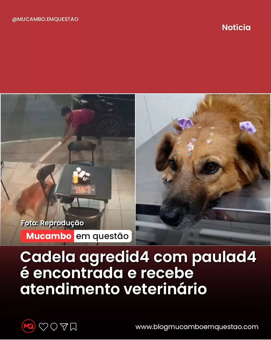Cadela Bia, vítima de maus-tratos, é resgatada e tem alta prevista em Juazeiro do Norte
