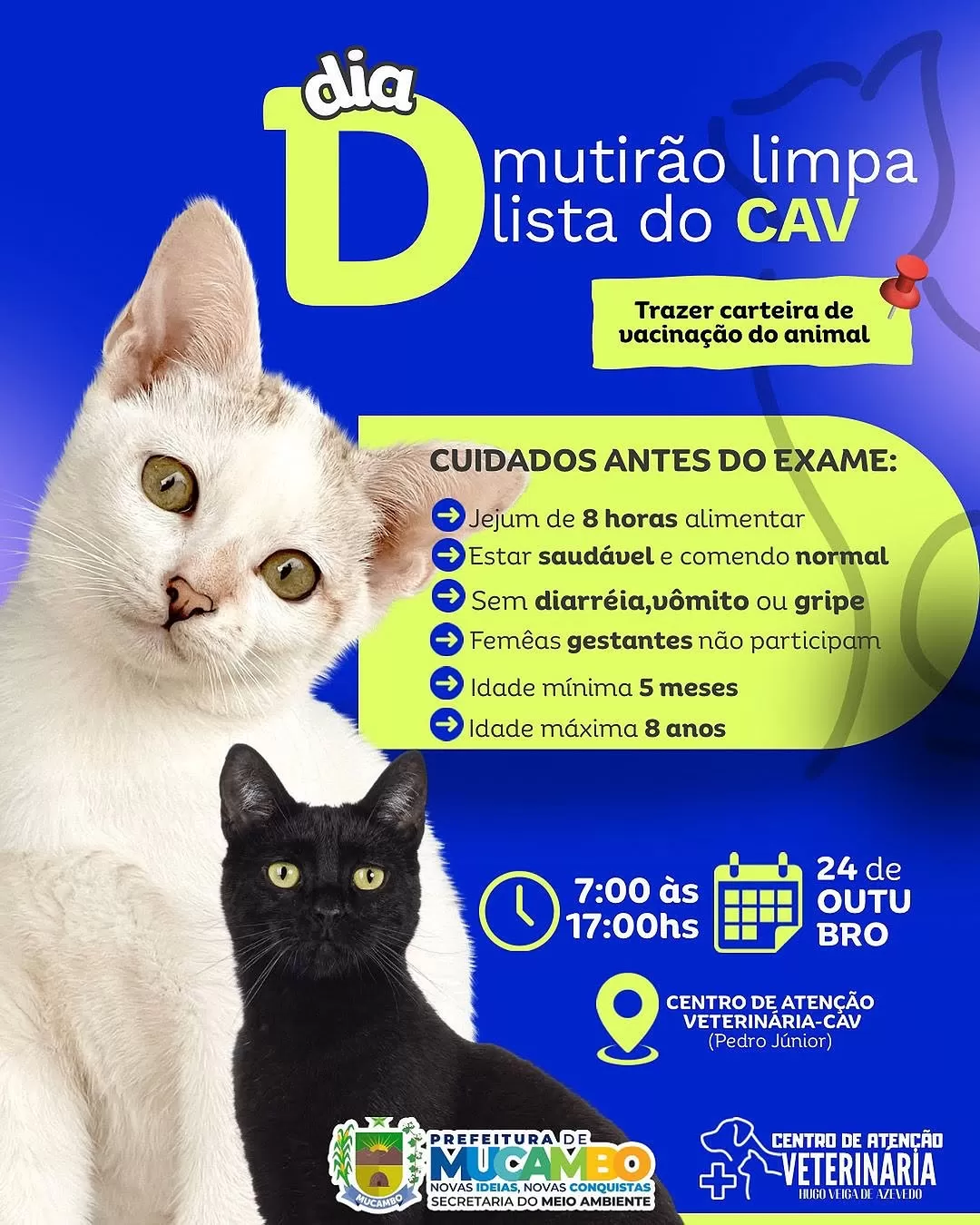Mutirão de Castração: CAV realiza Dia D para gatos em fila de espera