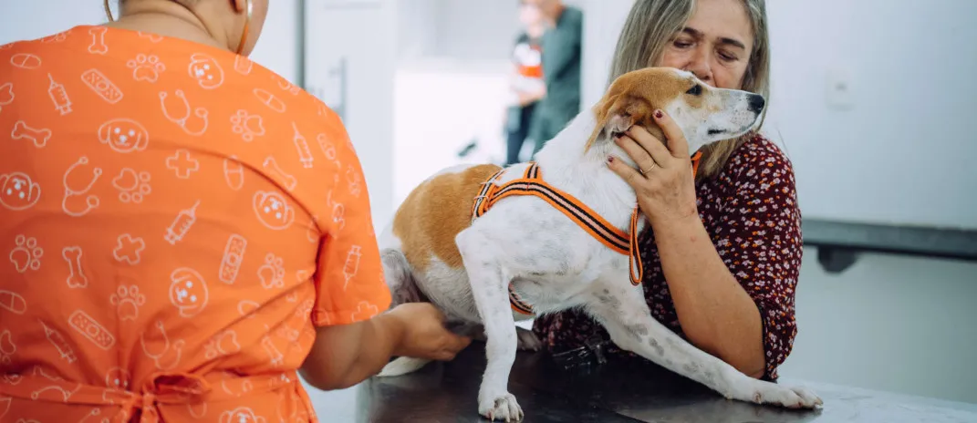 Baturité recebe castração gratuita de cães e gatos