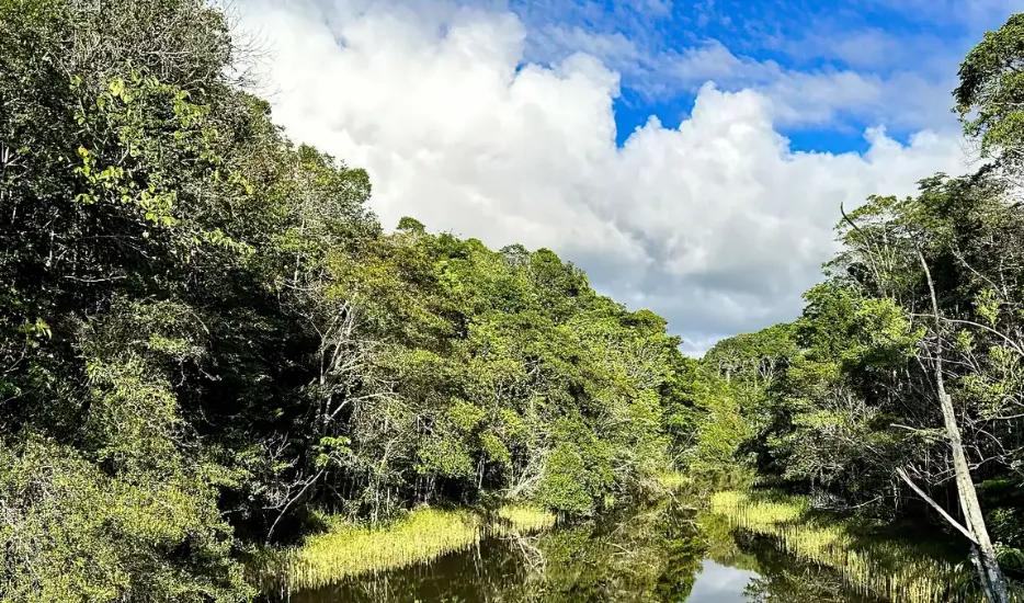 Brasil alcança marco histórico com redução de 42% nas perdas florestais em 2025