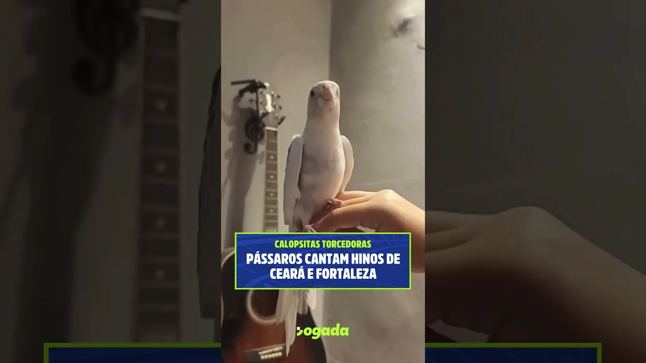 Calopsitas cantam hinos de Ceará e Fortaleza