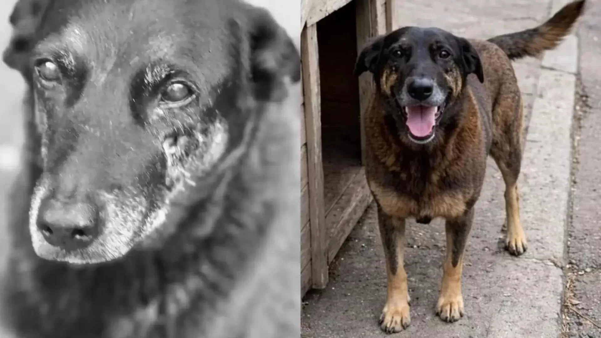 Caso Orelha: Polícia Conclui Inquérito e Aponta Adultos e Adolescentes por Maus-Tratos