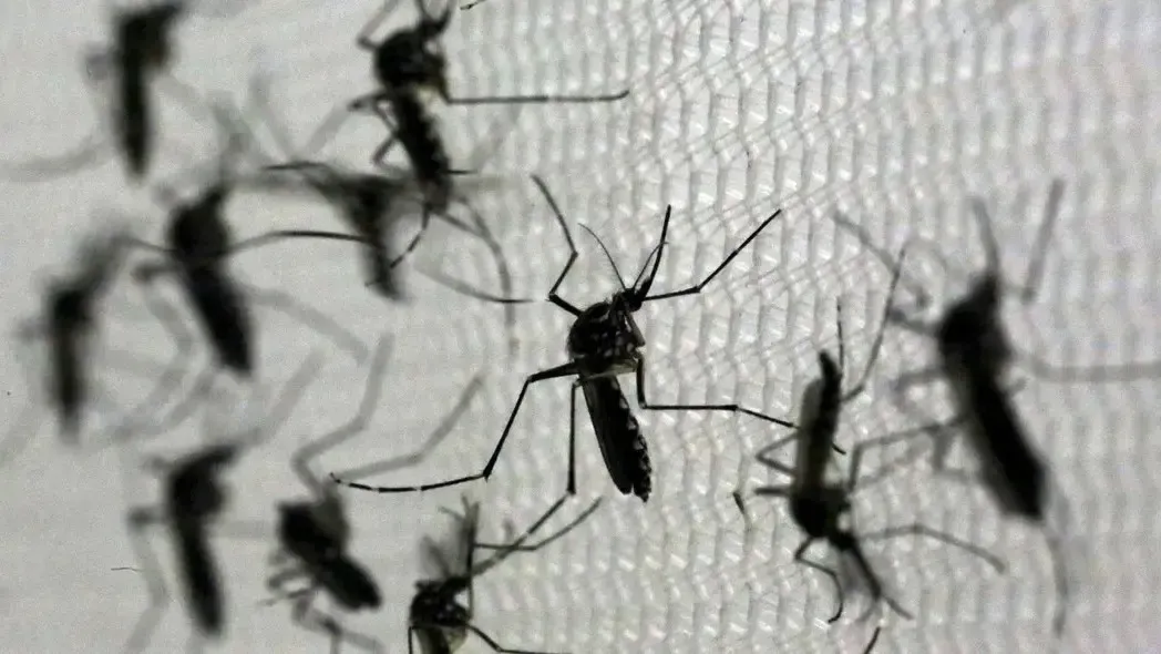 Cidades cearenses iniciam soltura de mosquitos contra a dengue