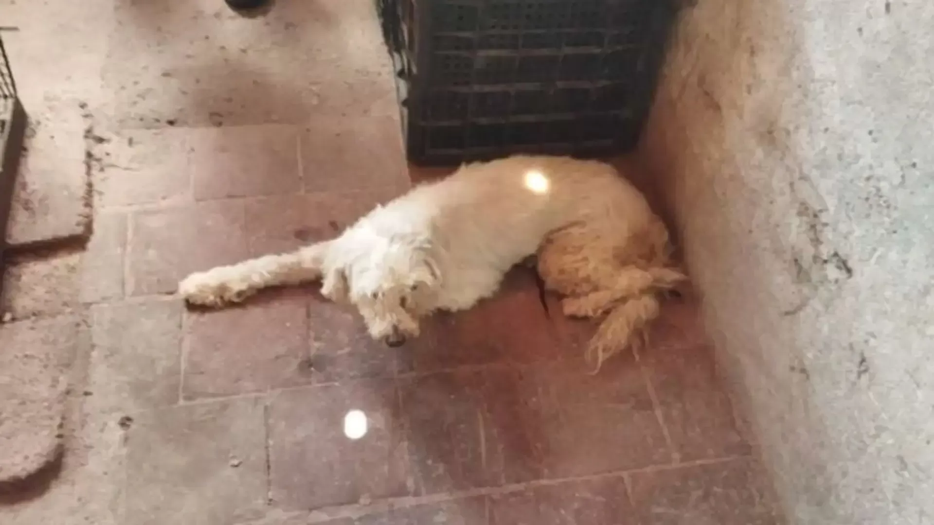 Crueldade Extrema: Cadela Poodle Amarrada em Sacola no Crato e Tutora Liberada Geram Debate