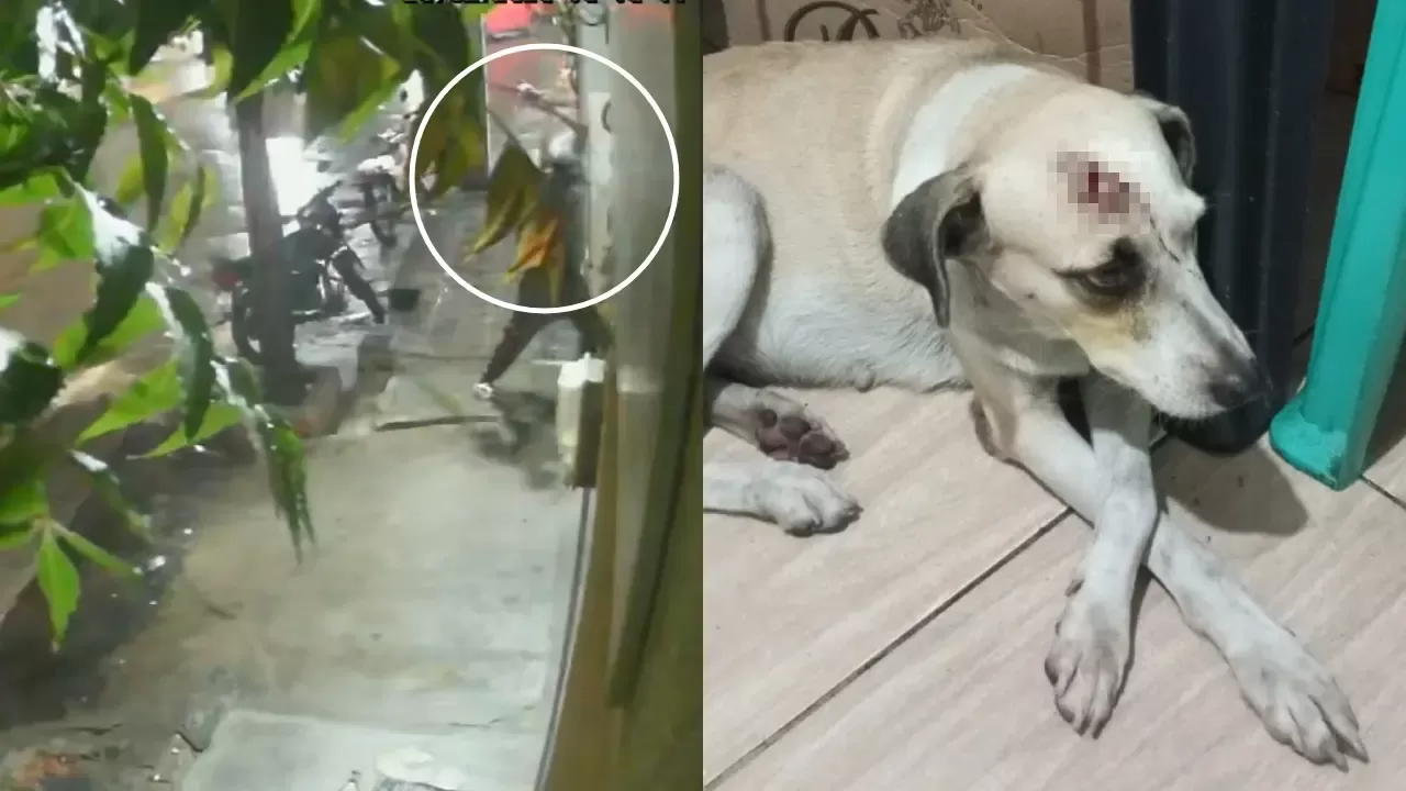 Crueldade: Homem preso em Juazeiro do Norte após atacar cadela com faca e madeira