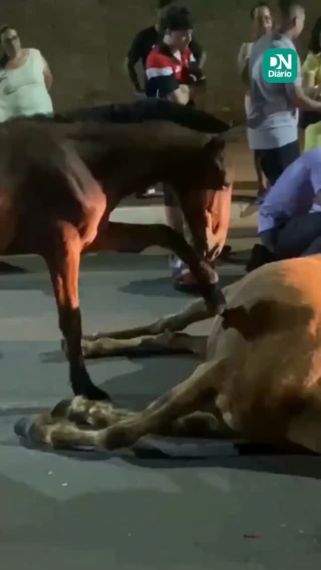 Comoção em Goiânia: Cavalo tenta "ressuscitar" mãe atropelada