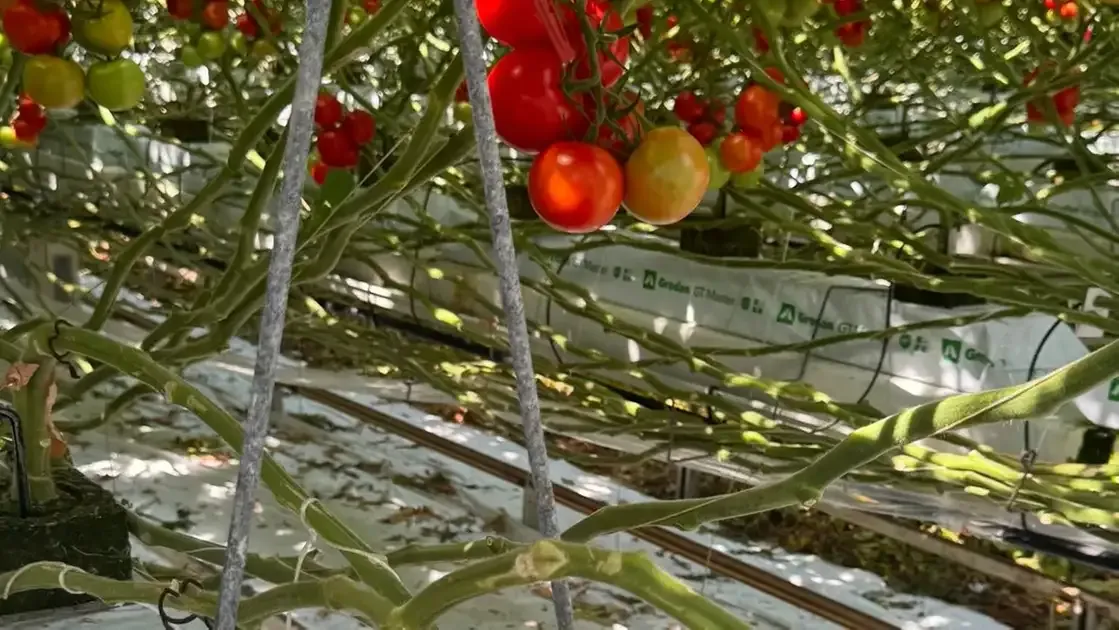 Empresários holandeses buscam parceria para cultivo protegido no Ceará