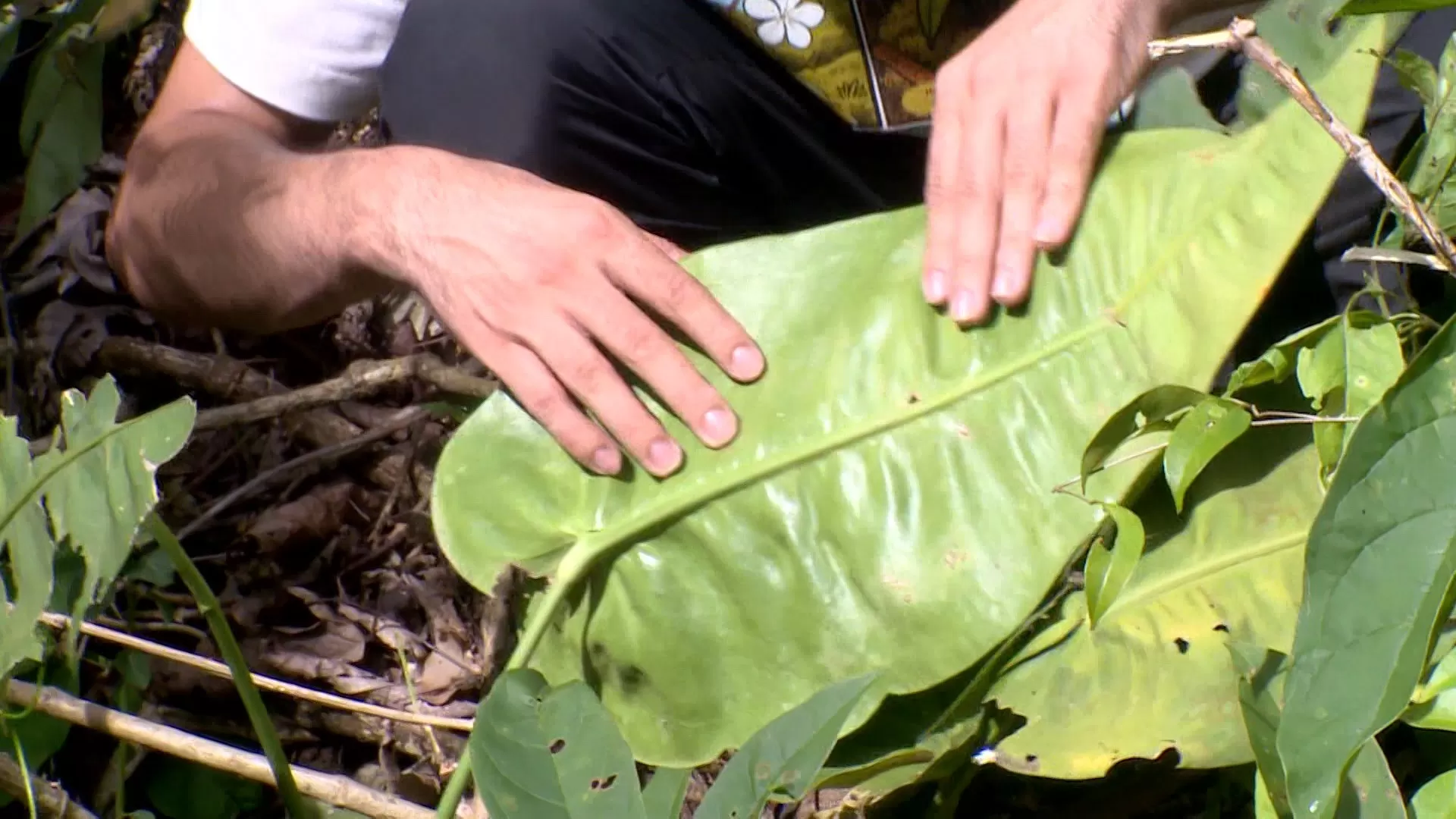 Espírito Santo Revela Três Novas Espécies Botânicas em Pesquisas Inovadoras