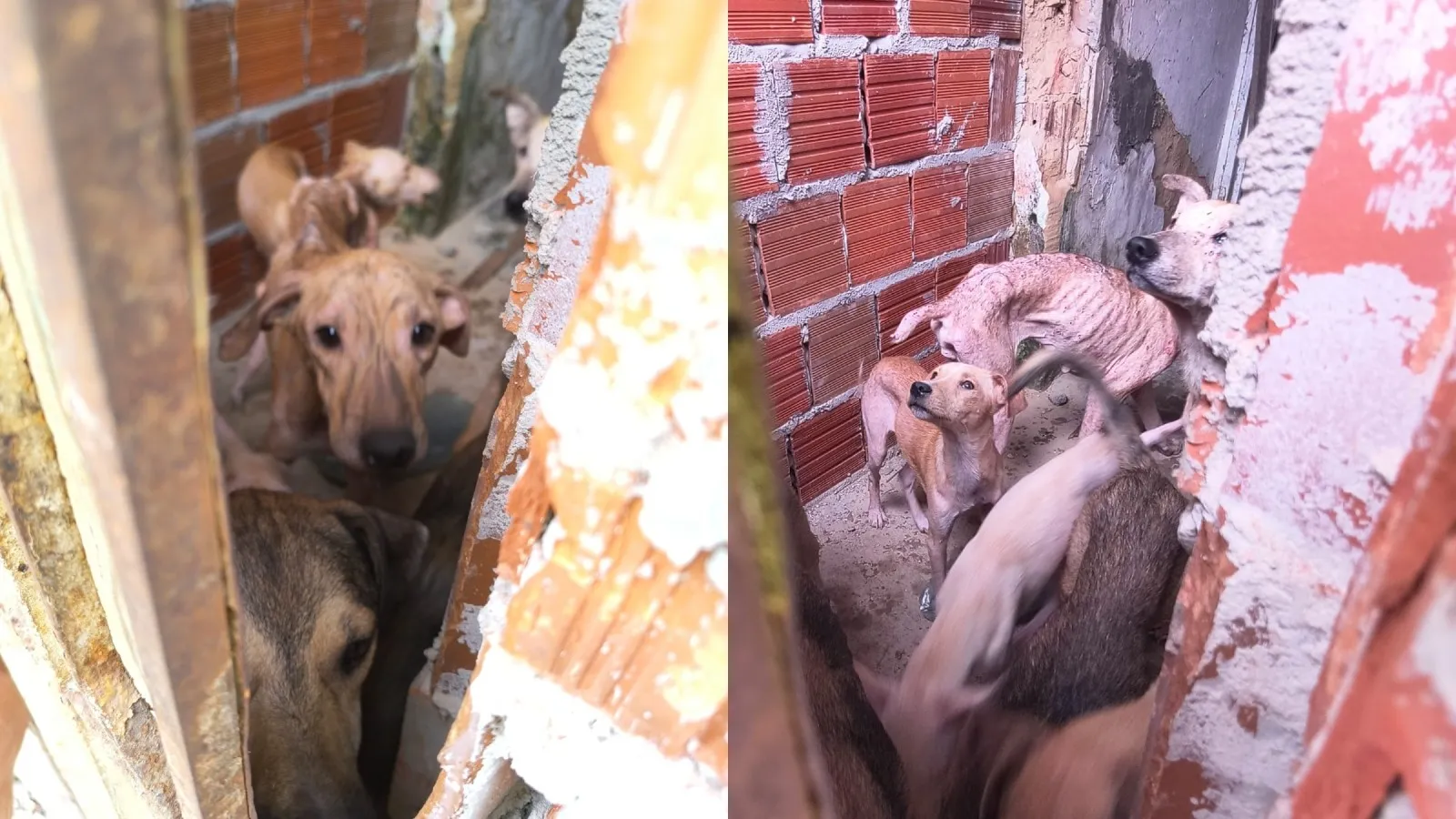 Homem preso por condições inadequadas de 14 cães no Ceará