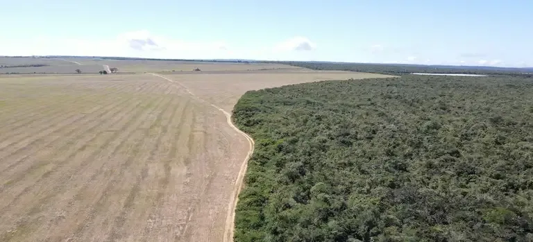 Ibama multa produtoras de soja em Tianguá