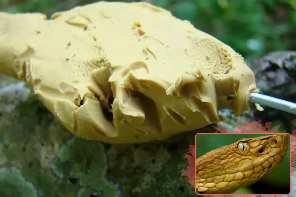 Ilha das Cobras: Menos predadores moldam evolução da jararaca-ilhoa, revela Butantan