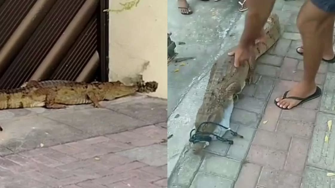 Jacaré é resgatado em calçada de residência em Cariré Ceará
