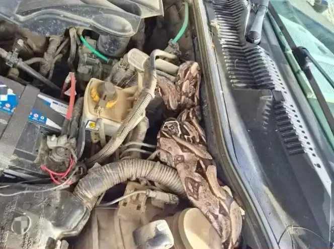 Jiboia de 1,5 metro é encontrada em motor de carro em Pernambuco