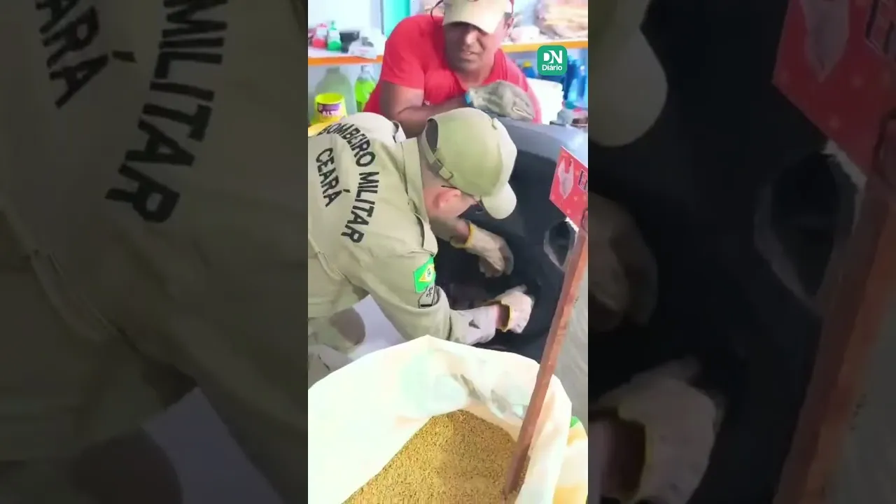 Jiboia Surpreende em Caixa de Som de Loja em Aracati