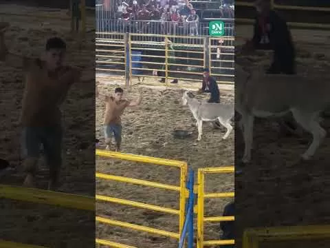 Jovem cearense se fere em Morada Nova após desafio por dinheiro e cerveja com animais