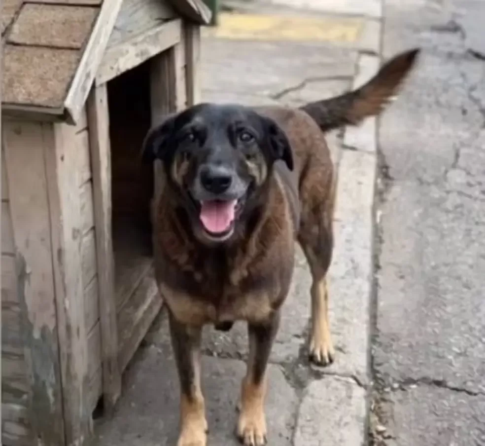 Justiça para Cão Orelha: Pai de Investigado Cobra Provas em Caso Sem Imagens