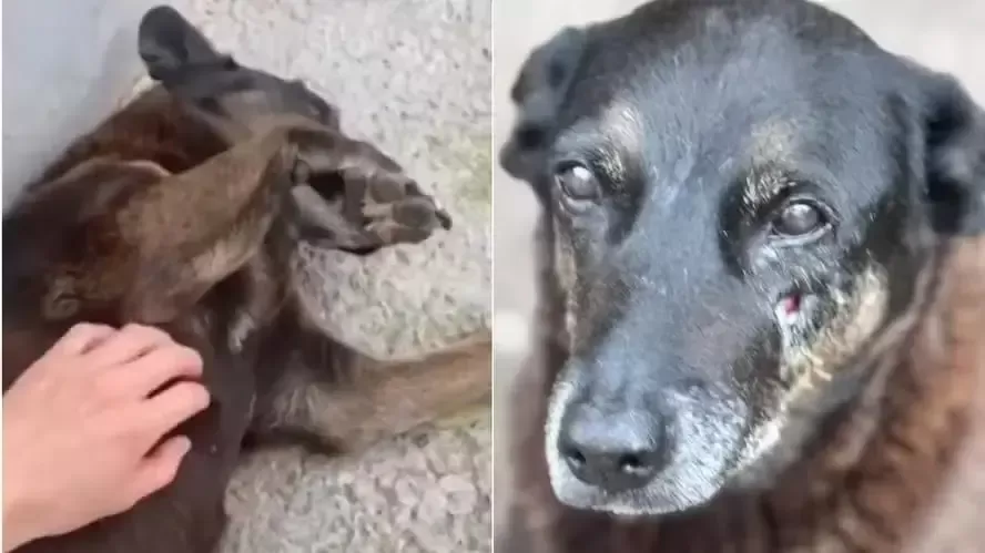 Mãe de Adolescente no Caso Orelha Nega Ocultação de Provas à Polícia