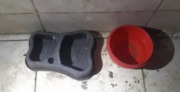 Mãe e filha presas em Cascavel por crueldade contra cães e gato