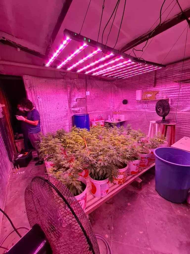 Mega Operação 'Jardim Oculto' Desmantela Laboratório Clandestino de Cannabis em Caucaia