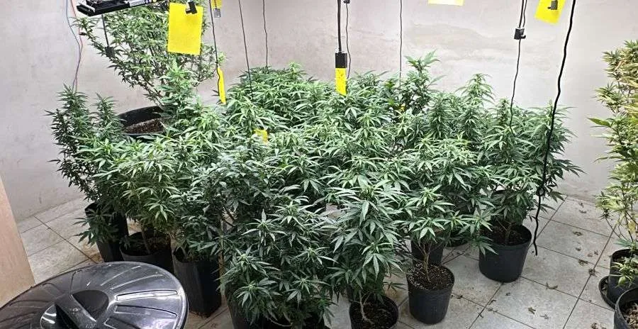 Megaoperação da Polícia desmantela laboratório de maconha com mais de 300 pés em Fortaleza