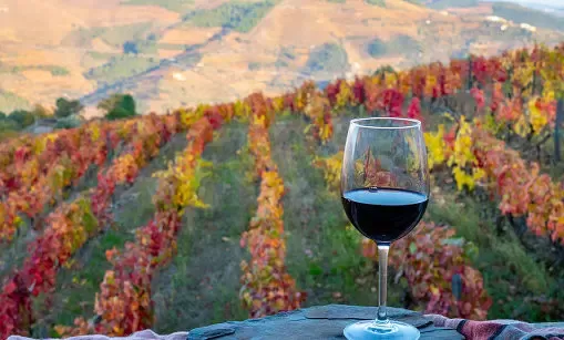 Missão Empresarial: Portugal de Olho no Agronegócio do Ceará para Novos Investimentos