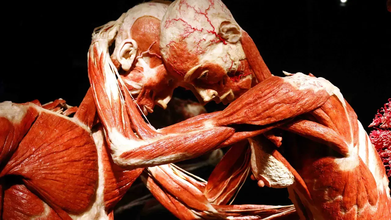 Morre anatomista Gunther von Hagens, inventor da plastinação