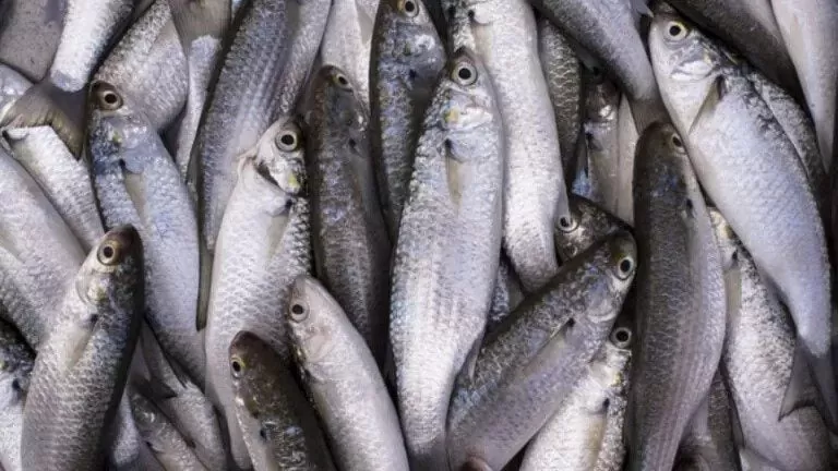 Novas Cotas da Tainha 2026: Entenda o Impacto para Pescadores e o Meio Ambiente