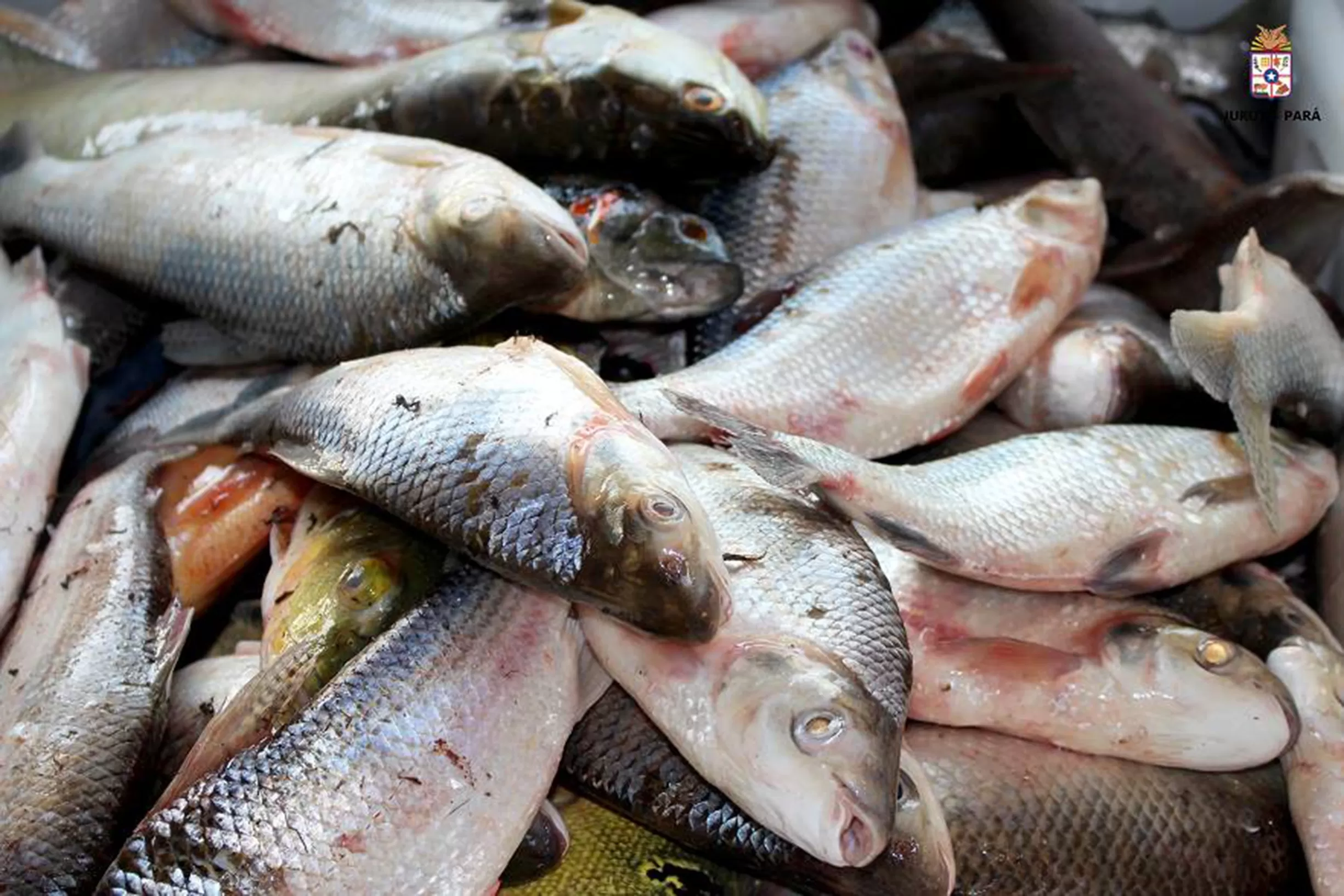 Operação no Marajó: Fiscalização Reforçada Combate Pesca Ilegal Durante Defeso Crucial