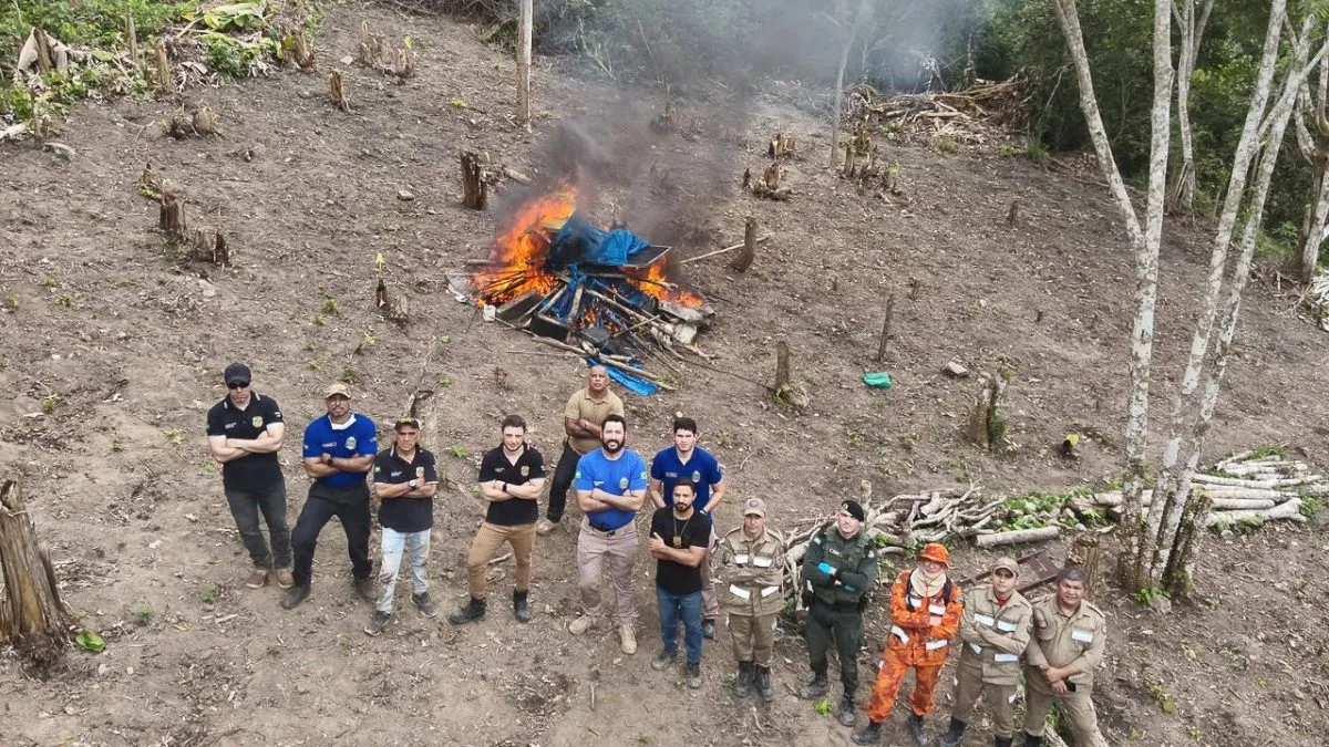 Operação Policial Destrói Plantação de Maconha em Redenção