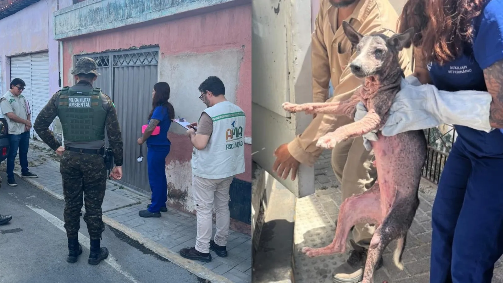 Operação policial resgata 19 cães e prende duas mulheres em Sobral
