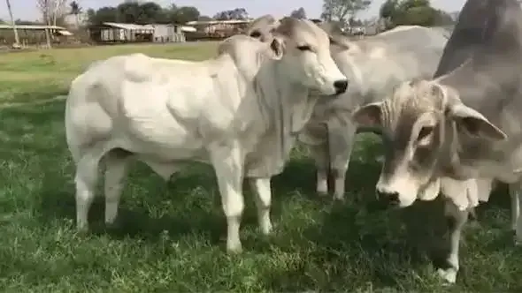Rel