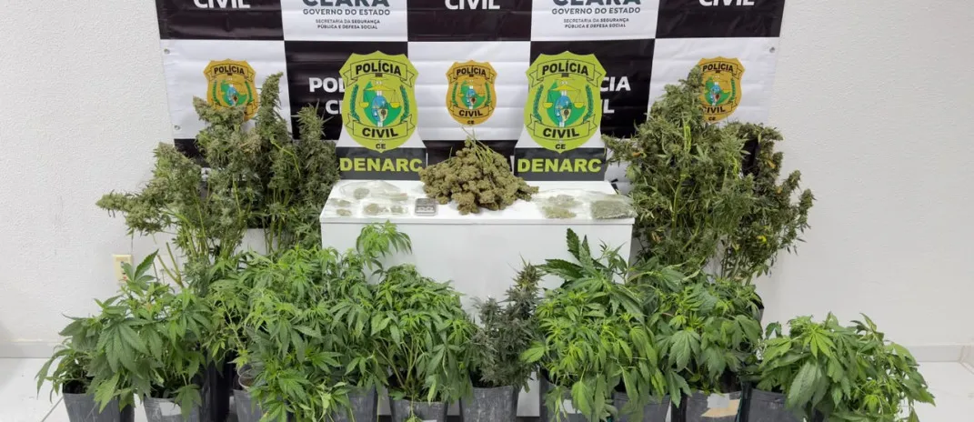 Polícia Civil fecha laboratório de maconha na Praia de Iracema