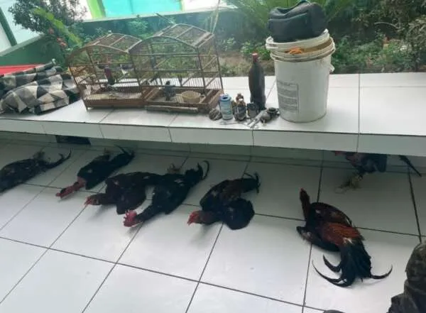 Polícia Militar resgata sete galos e aves silvestres em cativeiro no interior do Ceará