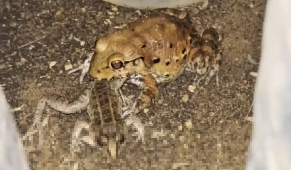 Predação Inédita: Biólogo Flagra Rã Devorando Outro Anfíbio na Paraíba