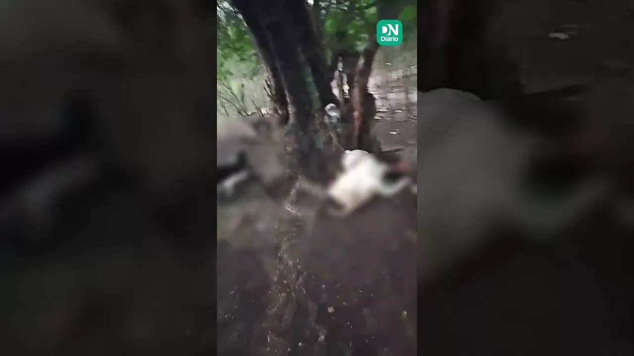 Raio Fulmina Três Ovelhas em Quiterianópolis Durante Chuva Forte no Ceará