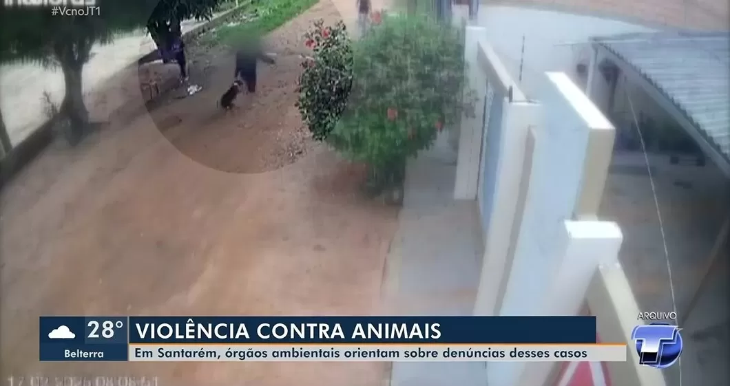 Santarém Alerta para Disparo de Maus-Tratos Animais e Casos Chocam a Região