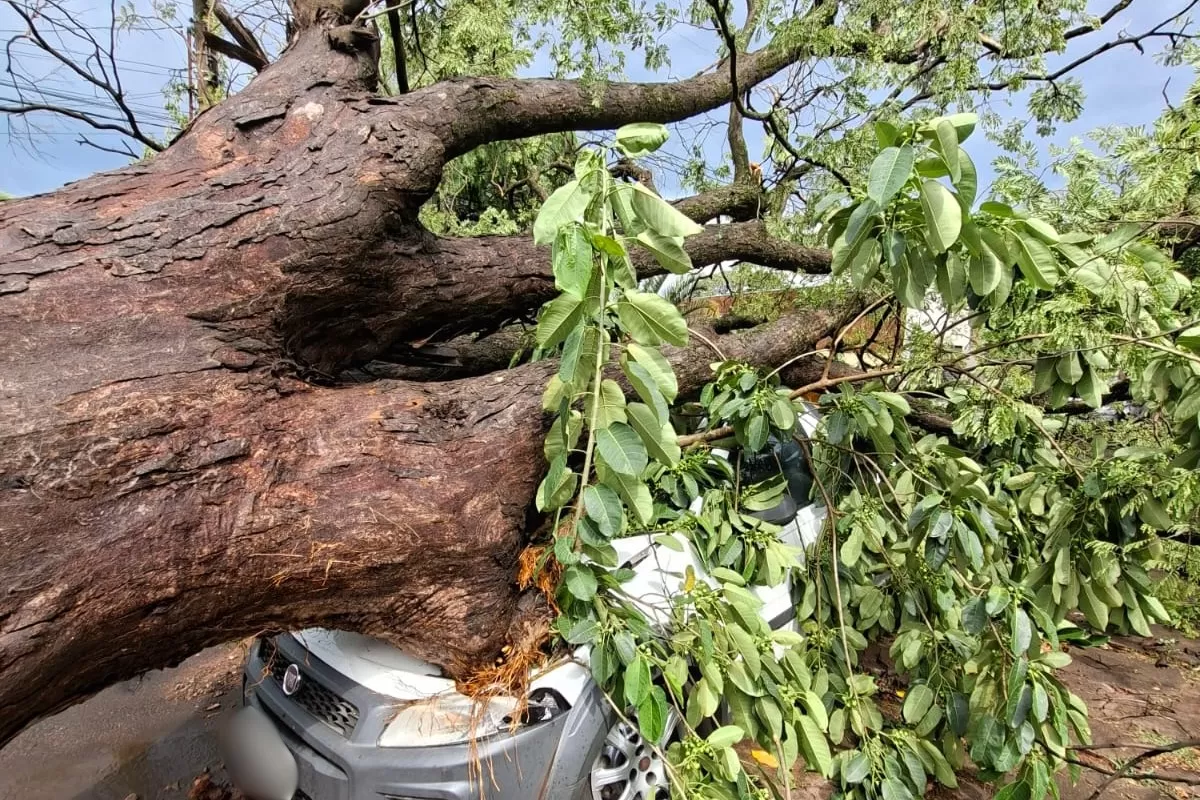 Temporal devasta Teodoro Sampaio com queda de árvores e estragos