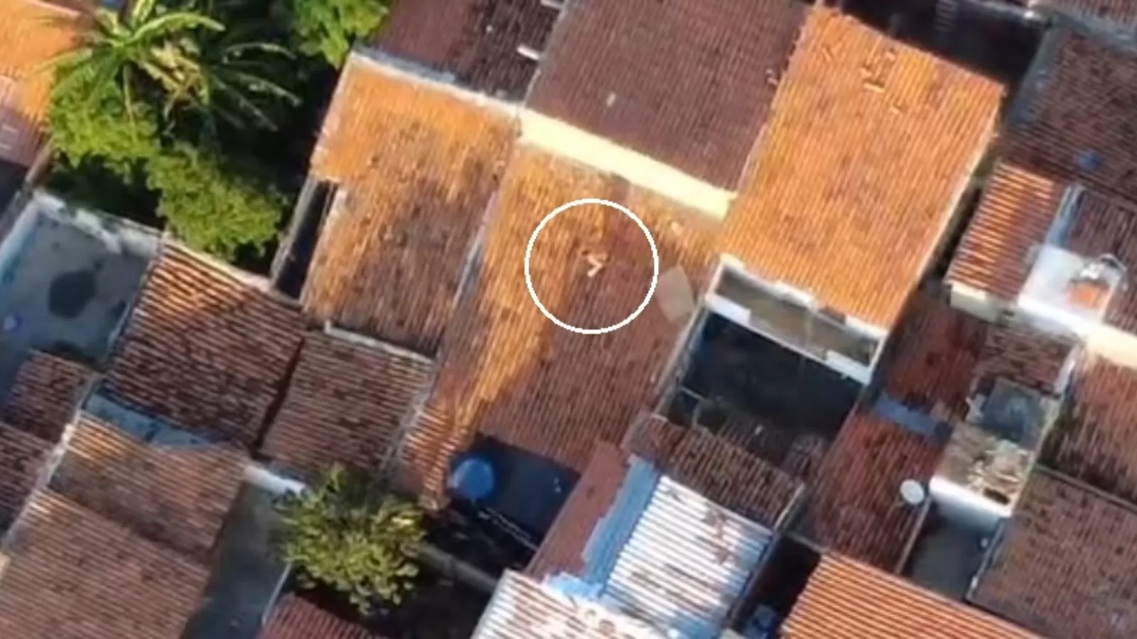 Traficante 'Homem-Aranha' Foge pelos Telhados, Mas Drone da PM o Detém em Sobral!