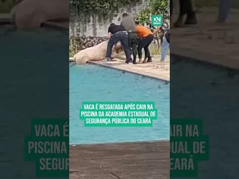 Vaca Surpreende ao Cair em Piscina da Academia de Segurança Pública no Ceará e é Resgatada