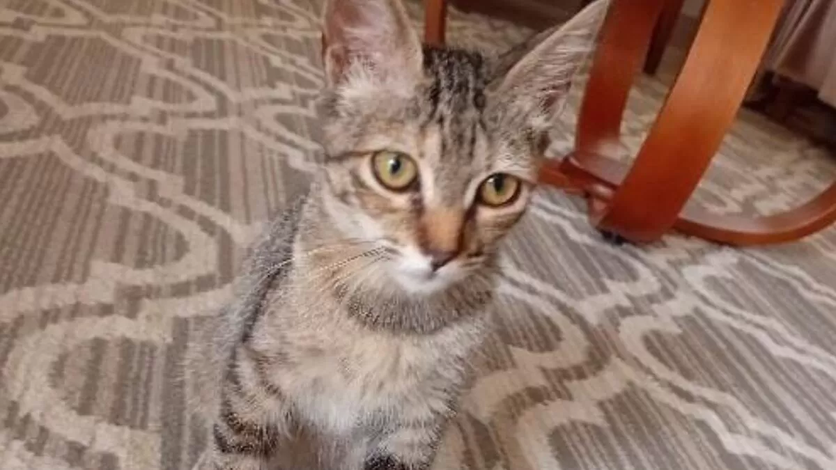 Violência Animal: Gatinha Arremessada de Carro Reflete Aumento de Maus-Tratos em MG