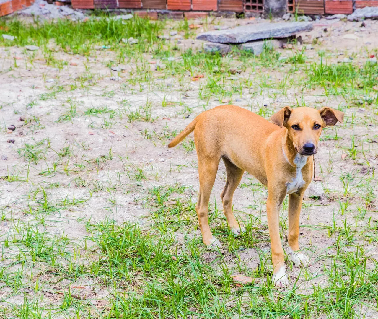 Vira-lata Caramelo: México o reconhece como raça, e brasileiros reagem com humor