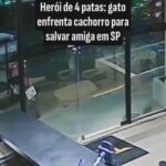 Fiéis celebram Nossa Senhora de Fátima nesta segunda-feira Devotos católicos…