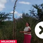 Mulher assassinada a facadas em Tamboril: companheiro confessa crime. Gizely…