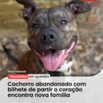 Cobra Ataca Bezerro em Camocim, Ceará Vídeo impressionante flagra o…